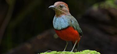 Dinas Lingkungan Hidup