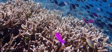 Dinas Lingkungan Hidup